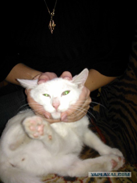 Котовторник  16.10.12