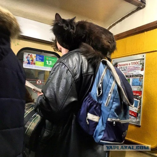 Шнурок в метро