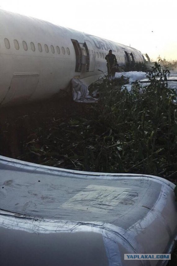Прямой репортаж ЯПовца с места вынужденной посадки А321 "Уральских авиалиний" в Подмосковье