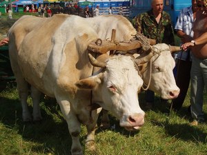 В России создана принципиально новая бесступенчатая коробка передач