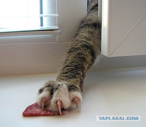 ̶К̶о̶р̶о̶н̶  Котовторник!