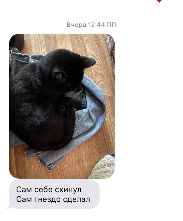 Коты, которые спят где попало и как попало