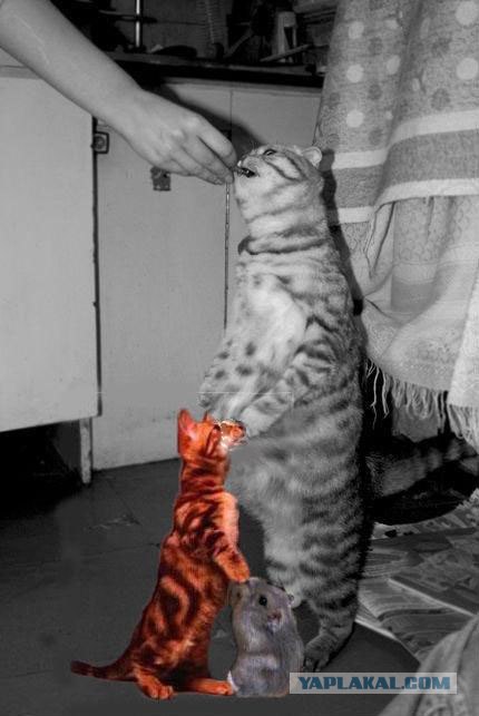Кормим кота с рук
