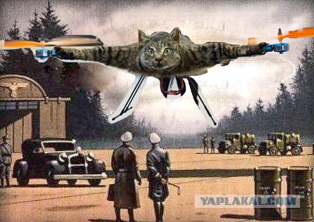 Фотожабы на котовертолёт