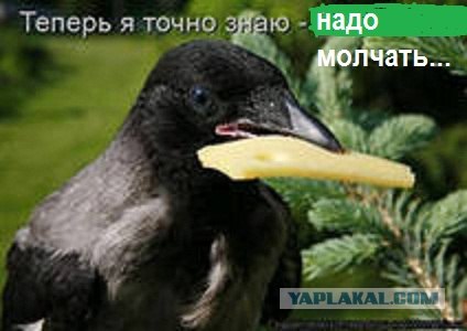 Обклёваные вороны