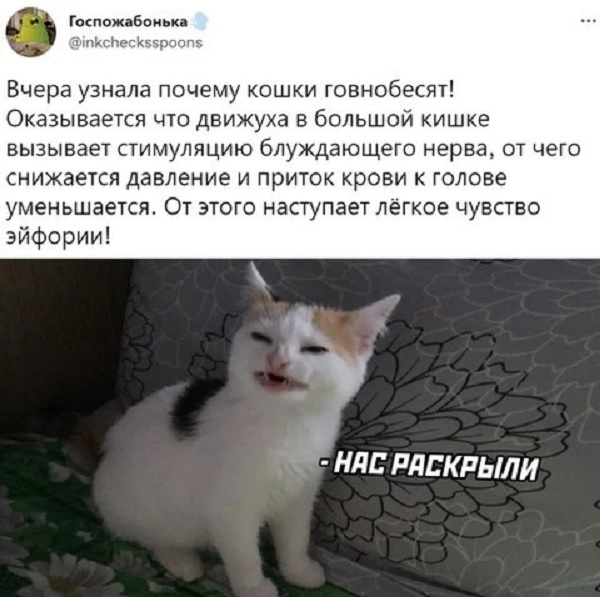 Картинки и мемы для настроения  - 31