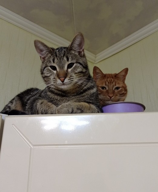 МИРУ - МИР ! Котикам - котовторник !
