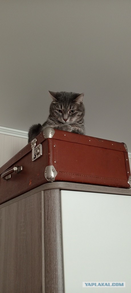 К котовторнику