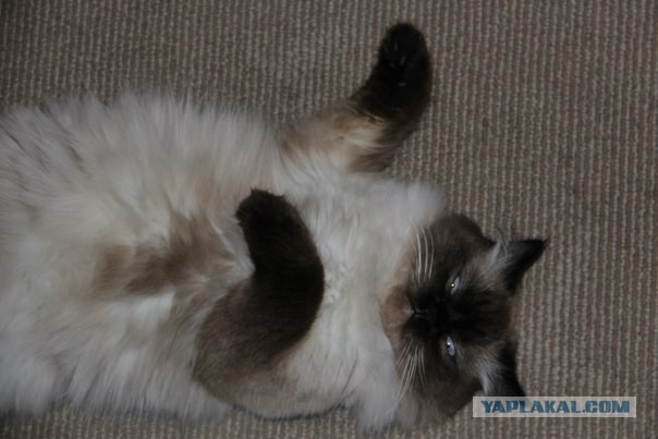 Мелом обвести?