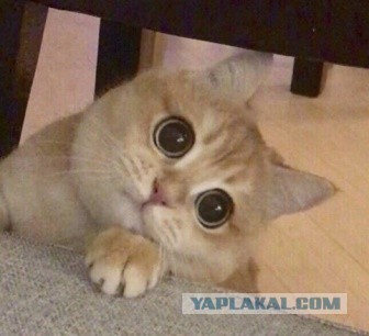 Кремль не видит рисков дефицита топлива из-за ударов БПЛА по НПЗ