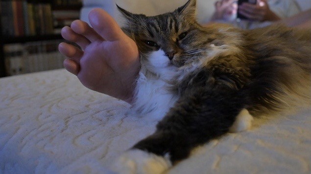 Котовторник. Начало