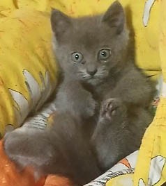 Я обрел хозяина.