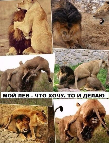Смешные картинки