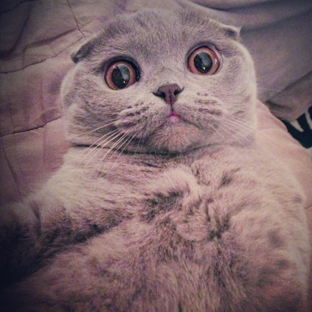 Кот в шоке!