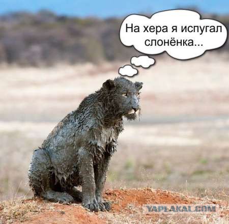 Веселые картинки