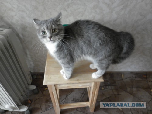 28 поводов завести кота