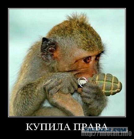 Девушки за рулем