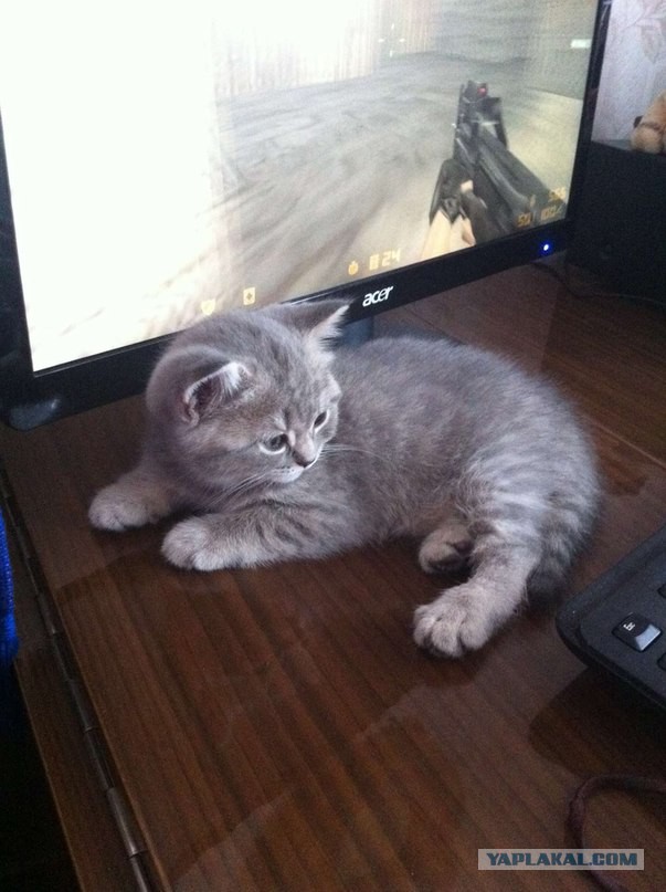 Котовторник  21.07.2015
