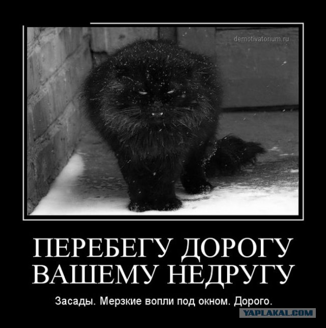 Котовторник 25.08.2015