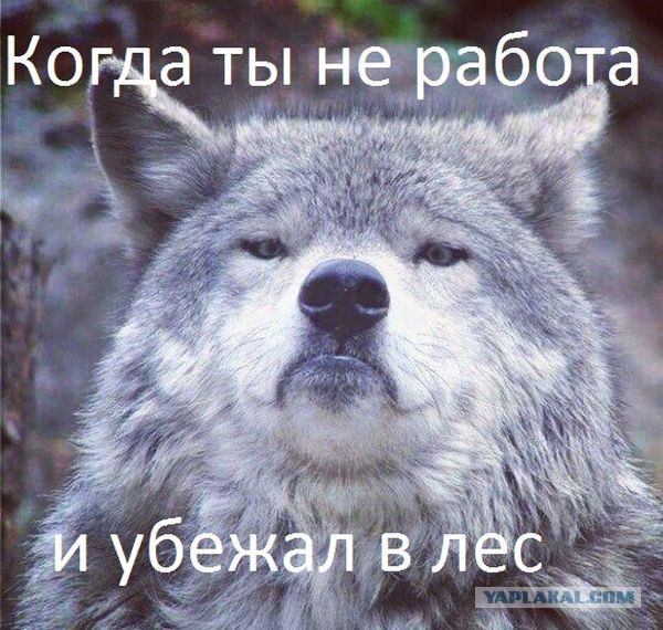 Придет серенький волчок