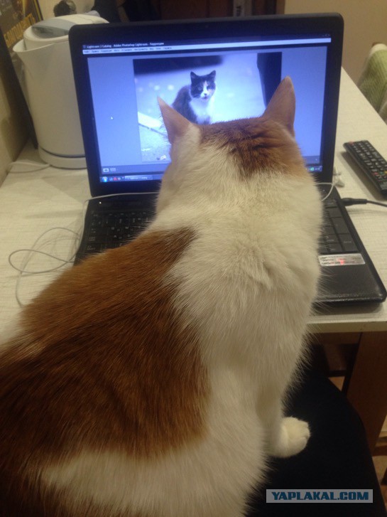 Котовторник 03.11.2015