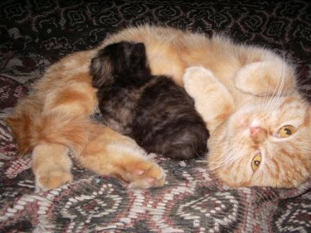 Коты, кошки, котята