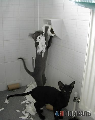 Коты, кошки, котята