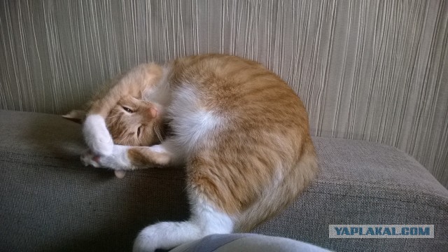 Котовторник 22.03.2016