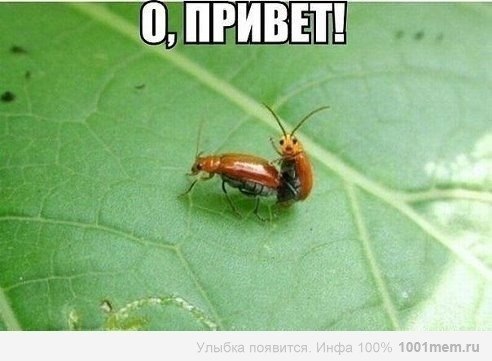Божьи твари