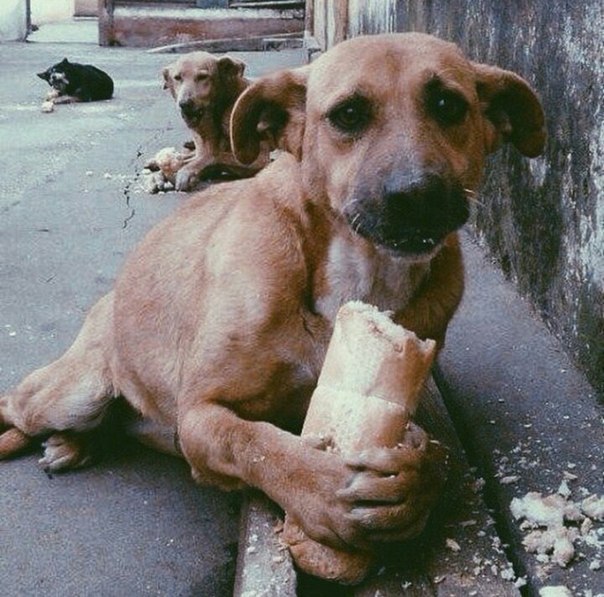 Прикольные животные