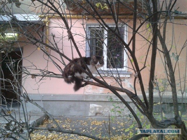 Котовторник 06.12.2016
