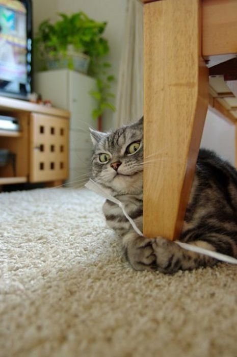 Коты из сети