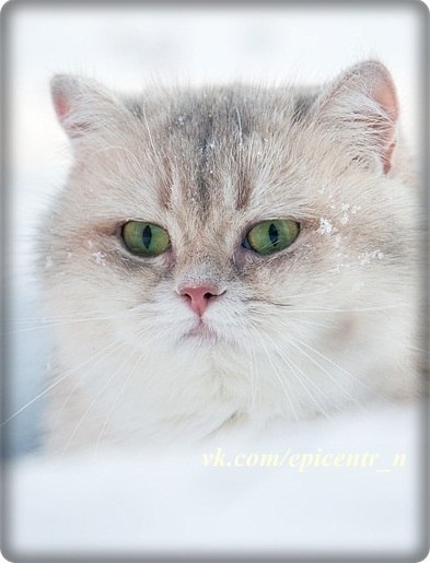 Коты из сети