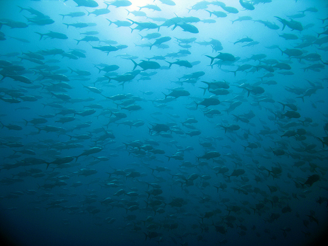 Голубая дыра (Great Blue Hole)