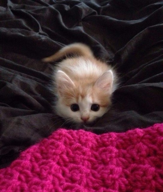 Коты и Кошки