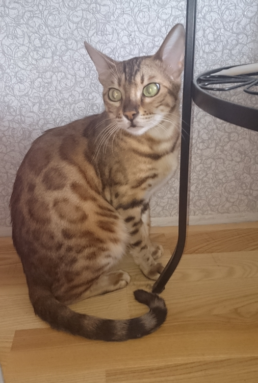 Котовторник 05.06.2018