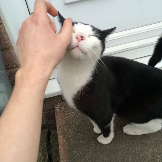 Прикольных котов пост
