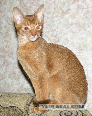 Котовторник на ЯПлакалъ (10.06.08), прикольные коты, добавляем свои!