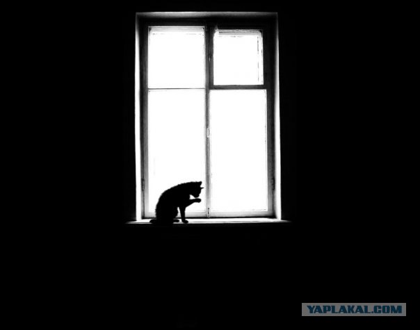 Внимание! На ЯПе КОТОВТОРНИК. 23.09.08.