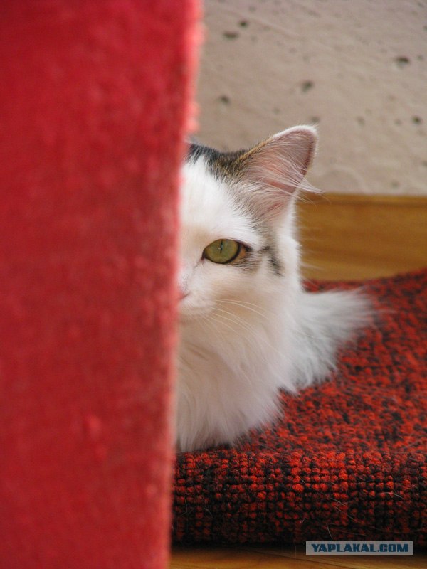 Коты на вторник на ЯПлакалъ (07.10.2008)