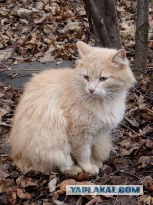 Котовторник!