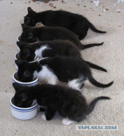 Котовторник, для любителей кошек