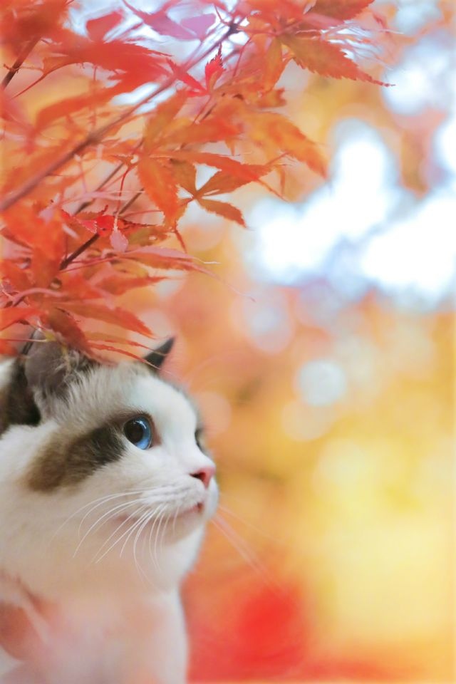 Прикольных котов пост