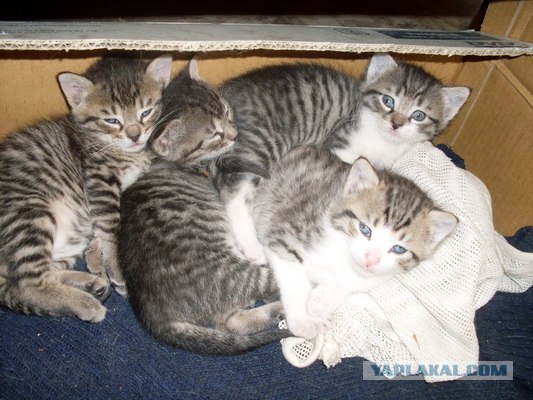 Котовторник объявляется открытым!