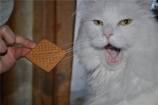Котовторник: Кошки и ягнёнок