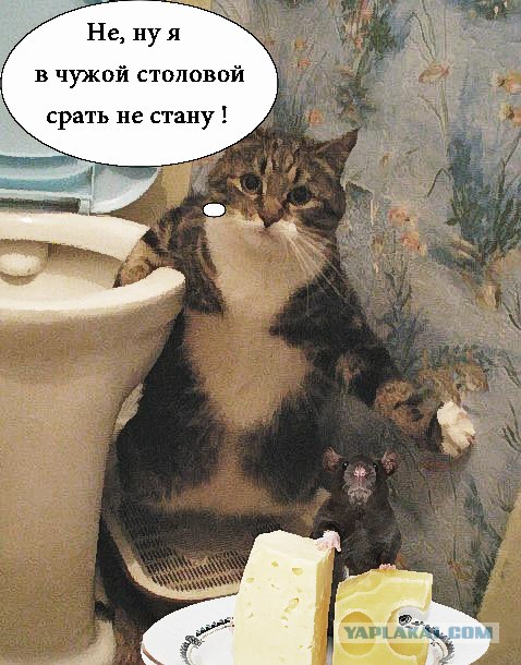 А ты приучил?