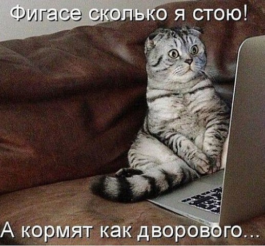 Котовторник (20.11.18)