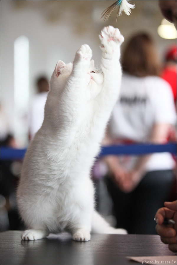 Котовторник! 08.11.11