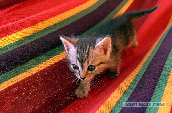 Котовторник 24.07.2012
