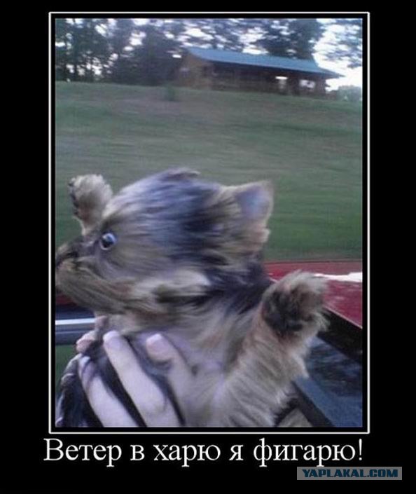 Ветер в харю - а я шпарю!
